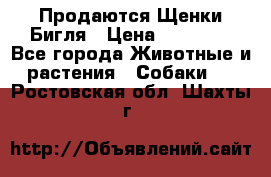 Продаются Щенки Бигля › Цена ­ 35 000 - Все города Животные и растения » Собаки   . Ростовская обл.,Шахты г.